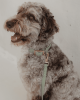 Waterproof Dog Collar